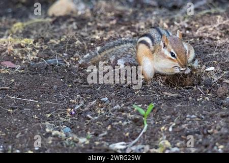 eastern chipmunk ,Tamias striatus, searching for food on the ground, Brownsburg-Catham, Quebec, Canada Stock Photo