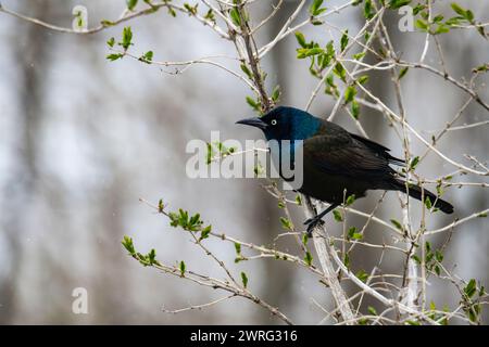 common grackle, Quiscalus quiscula, perched in a tree Stock Photo