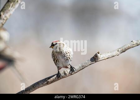female Common Redpoll, flammea, Acanthis, perched on a branch Stock Photo