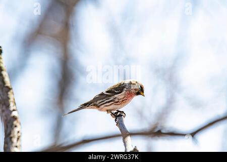 male Common Redpoll, flammea, Acanthis, perched on a branch Stock Photo