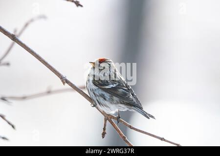 female Common Redpoll, flammea, Acanthis, perched on a branch Stock Photo
