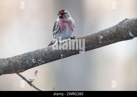 male Common Redpoll, flammea, Acanthis, perched on a branch Stock Photo