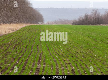 A natural landscape with a field of lush green grass and trees in the background, set against a clear blue sky in a plantrich ecoregion Stock Photo