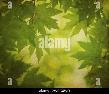 Green Leaves over vintage paper. Perfect grunge background. Stock Photo