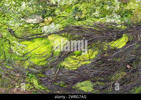 Closeup of seaweed on a beach. Prince Edward Island, Canada. Stock Photo