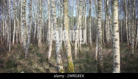 Panoramic photo of a birch grove, selective focus. Stock Photo