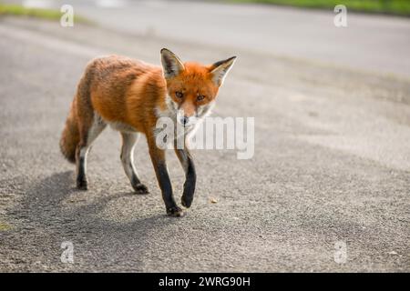 An urban Red fox casually enjoying the sun at midday by the roadside, curious enough to approach the camera unworried by the photographers presence. Stock Photo