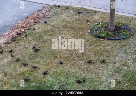 A flock of hungry quails is looking for food on the winter, withered grass Stock Photo