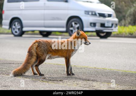 An urban Red fox casually enjoying the sun at midday by the roadside, curious enough to approach the camera unworried by the photographers presence. Stock Photo