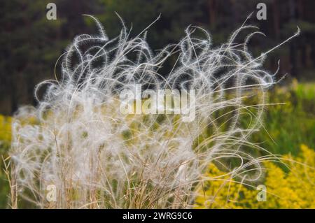 Beautiful bush feather grass growing in the field. Stock Photo