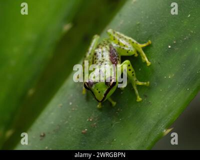 Pandanus frog, Guibemantis pulcher. Androy, Lalangina, Haute Matsiatra ...