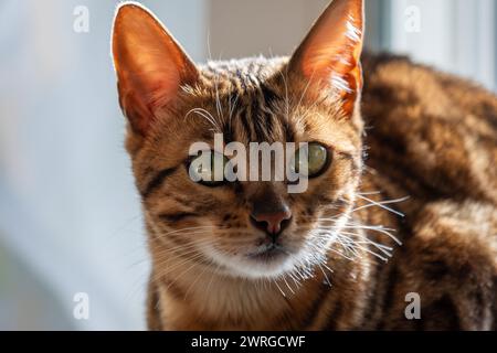 The close-up of a Bengal cat, with its distinctive large ears and mesmerizing green eyes, focused attention, used for premium pet welfare products and Stock Photo