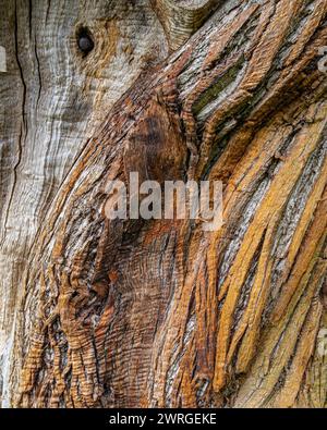 Tree Bark of Castania sativa, the Sweet Chestnut Tree. Stock Photo