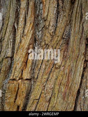 Tree Bark of Castania sativa, the Sweet Chestnut Tree. Stock Photo