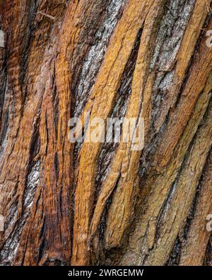 Tree Bark of Castania sativa, the Sweet Chestnut Tree. Stock Photo