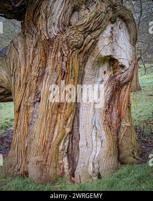 Tree Bark of Castania sativa, the Sweet Chestnut Tree. Stock Photo