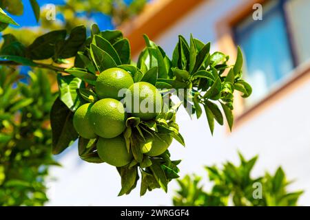 Close-up of green tangerines growing on a tree in Dalaman, Turkey Stock Photo