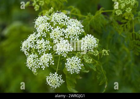 Close up of poison hemlock flower with blurred background. Stock Photo