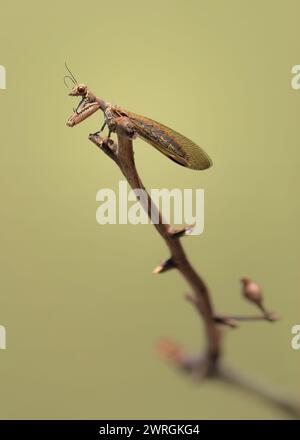 Close-up of A mantid lacewing on a twig against a green background, Australia Stock Photo
