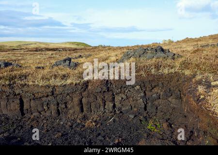Views of the Peat Bogs in the Scottish Highlands. Freshly cut peat from the bog lays on the grassland near cattle, showing peat bog draining Stock Photo