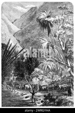 Cattle on their way to Tamatave, Madagascar, 1864. 'Madagascar...does a considerable trade in live beef...It exports 30,000 head of cattle in a year...The ox is there commonly represented by the variety called &quot;zebu&quot;, or the Indian ox (bos Indicus)...These cattle are driven from the highlands of Ankova, down the steep passes of Angavo, across the river Mangoro, to the plains of Ankay, where they are allowed to recruit themselves on a magnificent pasturage before traversing the dense forests of Analamazastra. It is interesting, though rather inconvenient, to meet one of these vast her Stock Photo