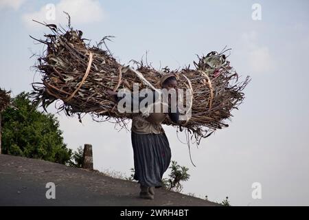 ADDIS ABABA, ETHIOPIA - NOVEMBER 29, 2011: Woman carries a large bundle of firewood along the road on in Addis Ababa, Ethiopia. Stock Photo