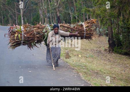 ADDIS ABABA, ETHIOPIA - NOVEMBER 29, 2011: Woman carries a large bundle of firewood along the road on in Addis Ababa, Ethiopia. Stock Photo