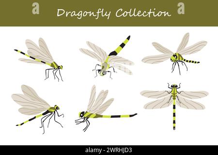 dragonfly vector illustration set. Cute dragonfly isolated on white background. Stock Vector