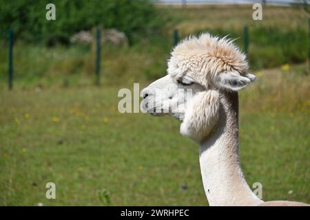 White alpaca with a thick, fluffy coat and a pronounced hairstyle, its eyes are slightly closed, and it appears to be looking into the distance Stock Photo