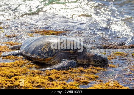 Hawaiian green sea turtle feeding on seaweed and algae while basking for body warmth on the North Shore of Laniakea Beach in Oahu, Hawaii. The honu is Stock Photo