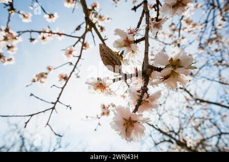 Flowering almond trees (Prunus dulcis), near Alaro, Serra de Tramuntana, Majorca, Balearic Islands, Spain Stock Photo