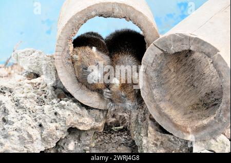 Two mongooses cuddling together in a pipe, Parque Natural Cienaga de Zapata, Zapata Peninsula, Cuba, Central America Stock Photo