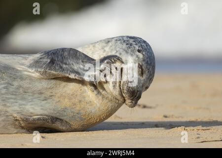 Grey seal (Halichoerus grypus) adult animal scratching its face on a seaside beach, Norfolk, England, United Kingdom Stock Photo