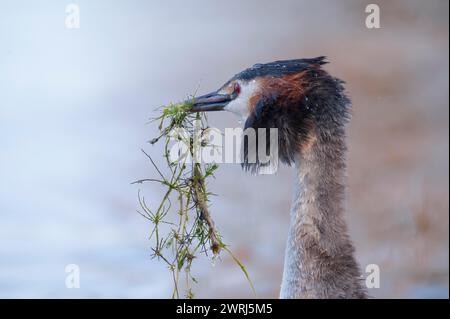 Great Crested Grebe (Podiceps cristatus), close-up in profile with mating gift, during the mating dance, swimming on the lake, Lake Phoenix Stock Photo