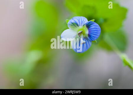 A close-up of a small blue and white flower with a blurred green background Persian speedwell Veronica persicaPlantain family (Plantaginaceae) Stock Photo