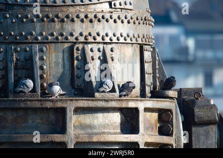 City pigeons, street doves (Columbidae) sitting on metal, Thomas converter or Thomas pear, monument, steel production, five animals, preening and Stock Photo