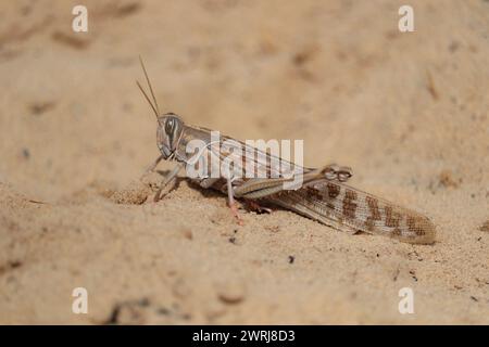 Desert locust (Schistocerca gregaria) short-horned grasshopper Stock Photo