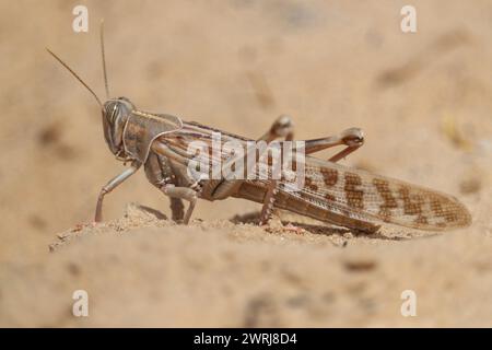 Desert locust (Schistocerca gregaria) short-horned grasshopper Stock Photo