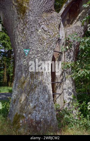 english oak tree resp.Quercus robur called Eichelchen,natural monument in Greifenstein,Westerwald,Hesse,Germany Stock Photo