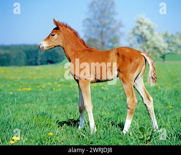 Foal in spring meadow. Breed: Deutsches Reitpony, German riding pony. South Germany Stock Photo