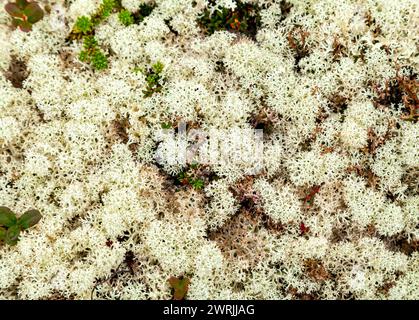 Close-up of reindeer lichen in Russian tundra Stock Photo