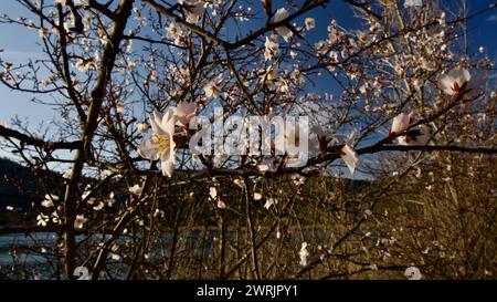 Ankara Eymir lake. White plum flower blooming in spring. Spring flowers. White plum blossom in front of blue sky. Focus is selective. Stock Photo