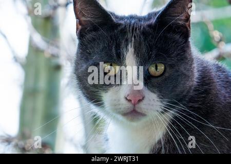 Grey and white domestic tom cat. Serious looking male cat. Wild animal Stock Photo