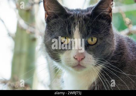 Grey and white domestic tom cat. Serious looking male cat. Wild animal Stock Photo