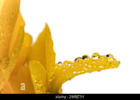 Yellow petals on a white isolated background. Covered in dew, water drops or rain. Macro closeup of clean nature image. Good for cosmetic use or natur Stock Photo