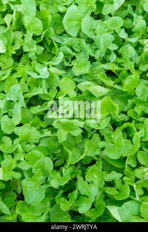 Rumex scutatus, French sorrel, buckler sorrel, shield-leaf sorrel, culinary name 'green-sauce' Stock Photo