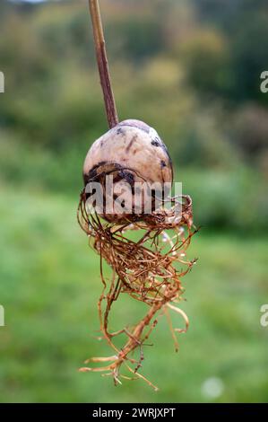 Avocado (Persea americana) core with roots against a green background Stock Photo