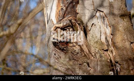 The owl made the perfect knot in the tree ABERDEEN, SCOTLAND HILARIOUS IMAGES show an owl perfectly camouflaged in a hole in a tree.  Images show the Stock Photo
