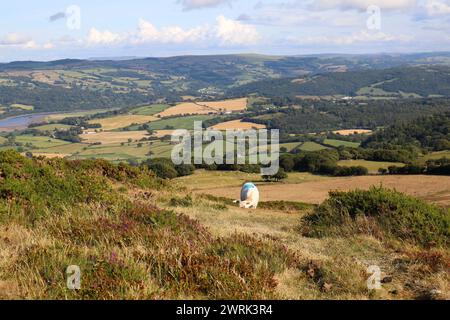 A cow grazing in a meadow against the backdrop of green hills. Wales Stock Photo