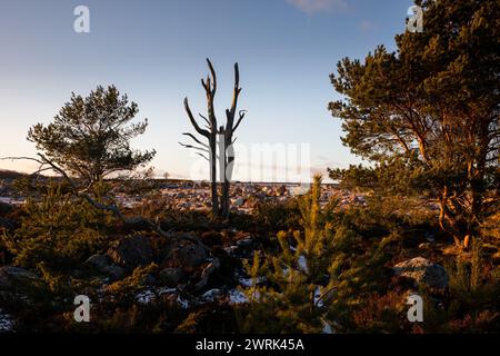 DEAD TREE, SPARSE WINTER LANDSCAPE, BALTIC SEA: A dead tree in the sparse landscape of Jurmo, a small island in the Turku archipelago, off the southwest coast of Finland. Photo: Rob Watkins. INFO: Jurmo has a population of around 50 people, and is known for its rugged terrain, picturesque landscapes and unique flora and fauna. Jurmo is the last above-ground part of the ice age geological Salpausselkä ridge system, which traverses Finland. Stock Photo